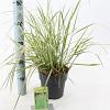 Calamagrostis acut. 'Overdam' Pot 2 Liter30 - 40 cm