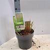 Calamagrostis acut. 'Overdam' Pot 3 Liter 40 - 50 cm