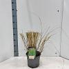 Calamagrostis acut. 'Overdam' Pot 4 Liter 50 - 60 cm