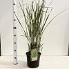 Calamagrostis acut. 'Overdam' Pot 4 Liter 50 - 60 cm