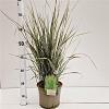 Calamagrostis acut. 'Overdam' Pot 4 Liter 50 - 60 cm