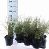 Calamagrostis acut. 'Overdam' Pot 2,5 Liter 30 - 40 cm