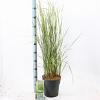 Calamagrostis acut. 'Overdam' Pot 6 Liter 60 - 80 cm