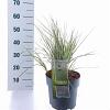 Calamagrostis acut. 'Overdam' Pot 6 Liter 60 - 80 cm