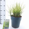 Calamagrostis acut. 'Overdam' Pot 6 Liter 60 - 80 cm