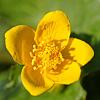 Caltha palustris Pot 2 Liter