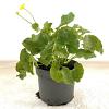 Caltha palustris Pot 2 Liter