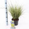 Carex brunnea 'Aureomarginata' Pot 2 liter 25-30cm