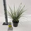 Carex brunnea 'Aureomarginata' Pot 2 liter 25-30cm