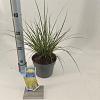 Carex brunnea 'Aureomarginata' Pot 2 liter 25-30cm
