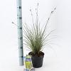 Carex brunnea 'Aureomarginata' Pot 2 liter 25-30cm