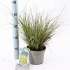 Carex brunnea 'Aureomarginata' Pot 2 liter 25-30cm
