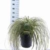 Carex 'Feather Falls' Pot 12 liter 30 - 40 cm