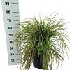 Carex 'Feather Falls' Pot 12 liter 30 - 40 cm