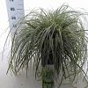 Carex 'Feather Falls' Pot 12 liter 30 - 40 cm