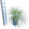 Carex 'Feather Falls' Pot 12 liter 30 - 40 cm