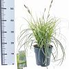 Carex 'Feather Falls' Pot 3 liter 25-30cm