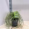 Carex 'Feather Falls' Pot 3 liter 25-30cm