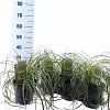 Carex 'Feather Falls' Pot 3 liter 25-30cm