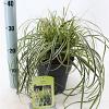 Carex 'Feather Falls' Pot 3 liter 25-30cm