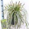 Carex 'Feather Falls' Pot 6 liter 30 - 40 cm
