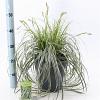 Carex 'Feather Falls' Pot 6 liter 30 - 40 cm