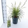 Carex 'Feather Falls' Pot 6 liter 30 - 40 cm