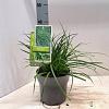 Carex morrowii Pot 2 Liter 20 - 30 cm