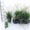 Carex morrowii Pot 2 Liter 20 - 30 cm