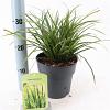 Carex morrowii Pot 2 Liter 20 - 30 cm
