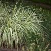 Carex morrowii 'Goldband' Pot 2 Liter 20 - 30 cm