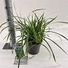 Carex morrowii 'Ice Dance' Pot 2 Liter 20 - 30 cm
