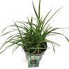 Carex morrowii 'Ice Dance' Pot 2 Liter 20 - 30 cm