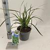 Carex morrowii 'Ice Dance' Pot 2 Liter 20 - 30 cm
