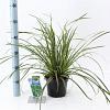 Carex morrowii 'Ice Dance' Pot 2 Liter 20 - 30 cm