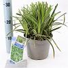 Carex morrowii 'Ice Dance' Pot 2 Liter 20 - 30 cm
