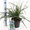 Carex morrowii 'Irish Green' Pot 2 Liter 20 - 30 cm