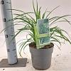 Carex morrowii 'Irish Green' Pot 2 Liter 20 - 30 cm