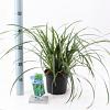 Carex morrowii 'Irish Green' Pot 2 Liter 20 - 30 cm