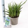 Carex morrowii 'Irish Green' Pot 2 Liter 20 - 30 cm