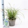 Carex oshim. Evercolor Evercream Pot 2 Liter 20 - 30 cm