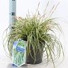 Carex oshim. Evercolor Evercream Pot 2 Liter 20 - 30 cm
