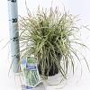Carex oshim. Evercolor Evercream Pot 2 Liter 20 - 30 cm