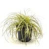 Carex oshim. Evercolor Everoro Pot 2 Liter 20 - 30 cm