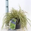 Carex oshim. 'Evergold' Pot 2 Liter 20 - 30 cm