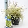 Carex oshim. 'Evergold' Pot 2 Liter 20 - 30 cm