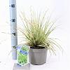 Carex oshim. 'Evergold' Pot 2 Liter 20 - 30 cm