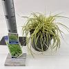 Carex oshim. 'Evergold' Pot 2 Liter 20 - 30 cm