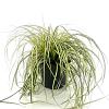 Carex oshim. 'Evergold' Pot 2 Liter 20 - 30 cm