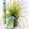 Carex oshim. 'Everillo' Pot 2 Liter 20 - 30 cm